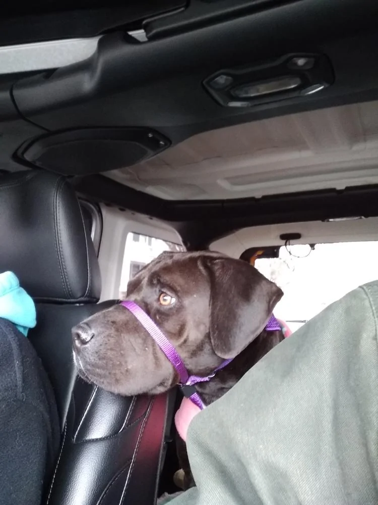 Jeep Wrangler JL Jeep Dog pics IMG_20191205_130128383 resiz