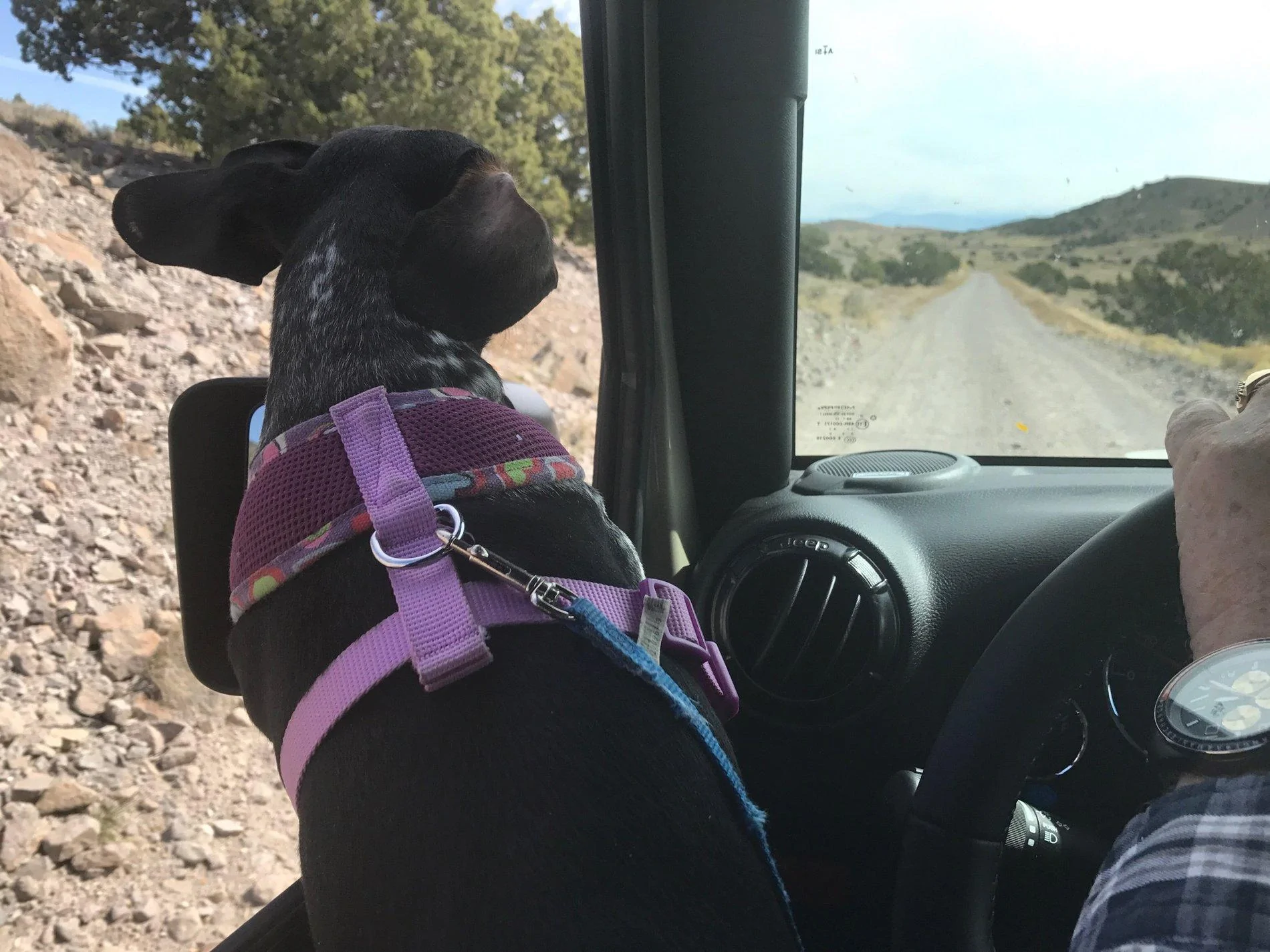 Jeep Wrangler JL Jeep Dog pics Amy Jeep riding