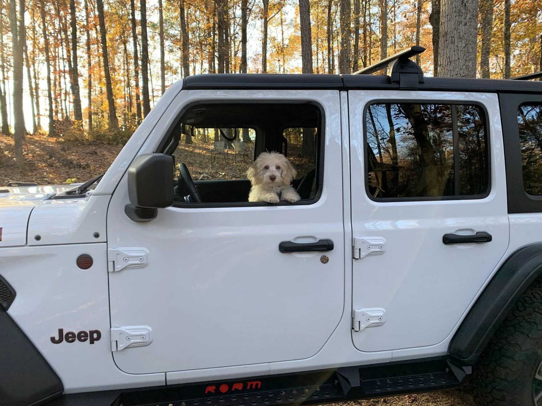 Jeep Wrangler JL Jeep Dog pics A05E8DE6-24C6-4659-AEF2-EF7EF31D7204