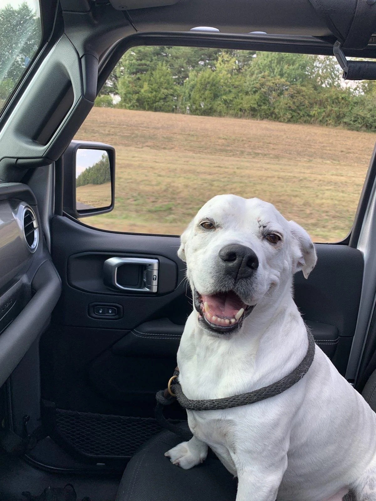 Jeep Wrangler JL Jeep Dog pics 30AFAD03-82CF-4922-91C7-E84B3E3C8664