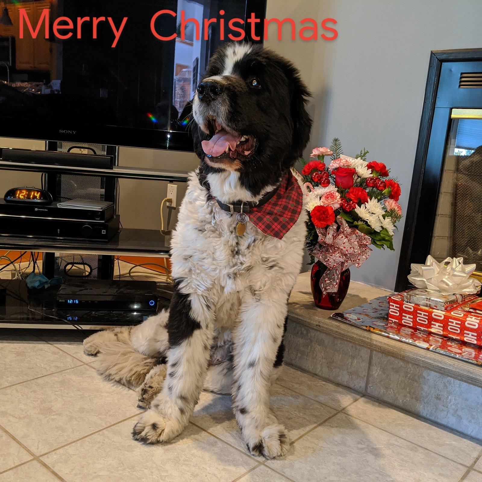 Jeep Wrangler JL Merry Christmas IMG_20191224_122304_614~2