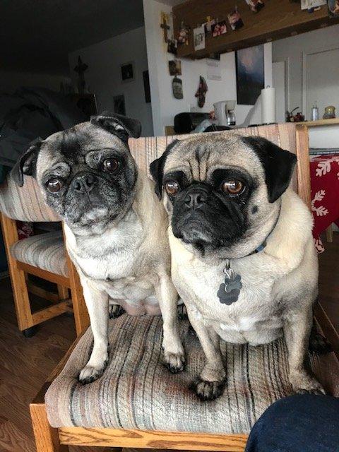 Jeep Wrangler JL Jeep Dog pics Pugs