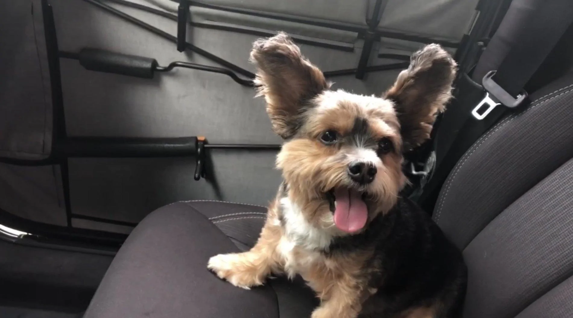 Jeep Wrangler JL Anyone else have a mascot? 3A4629B8-DE89-4461-82FC-EFE2B29C290E
