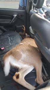 Jeep Wrangler JL Deer Protection deer