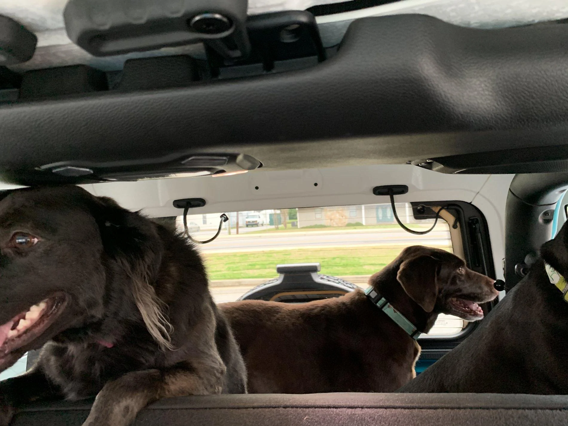 Jeep Wrangler JL Jeep Dog pics EC785D8E-F9E5-42A1-8571-9C0C6E801444