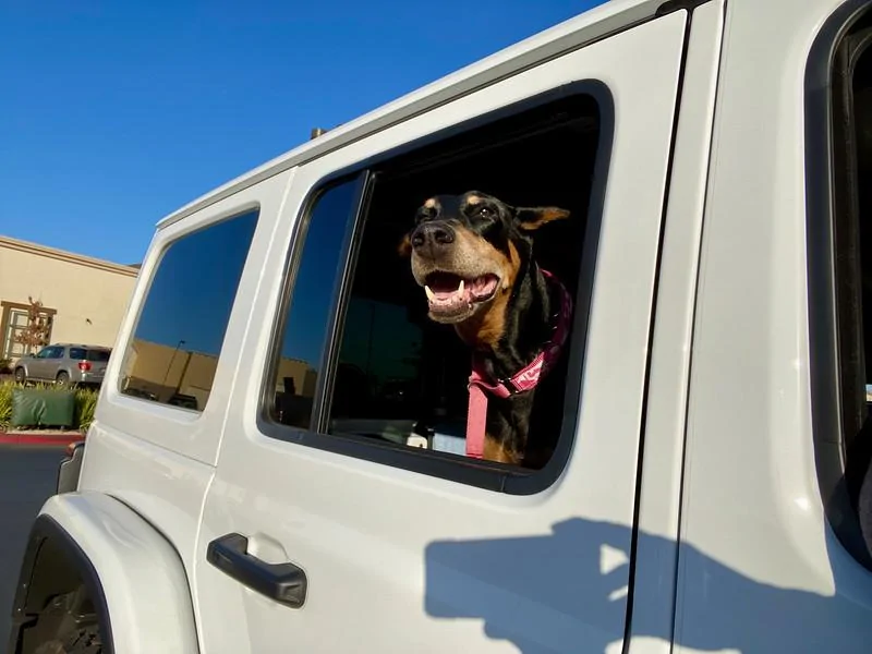 Jeep Wrangler JL Jeep Dog pics IMG_3389-L