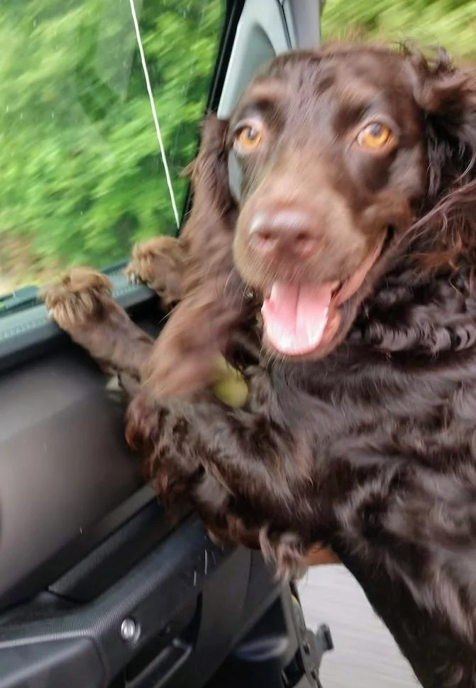 Jeep Wrangler JL Jeep Dog pics IMG_20190704_141704081