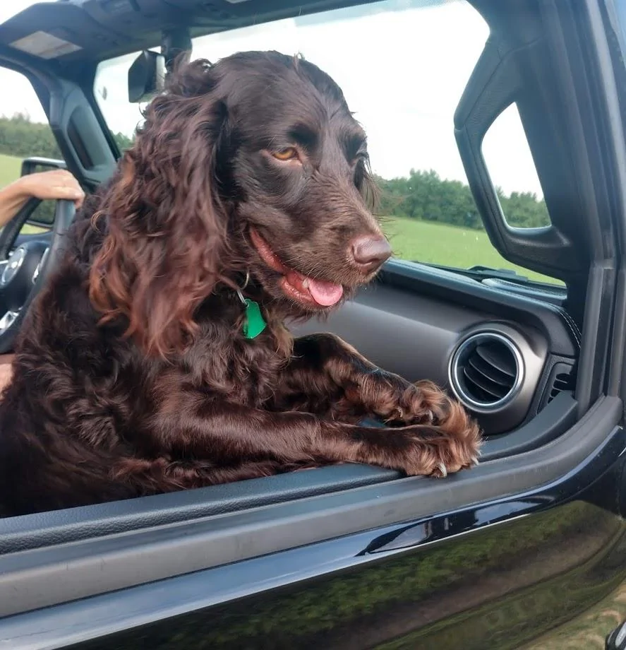 Jeep Wrangler JL Jeep Dog pics IMG_20190706_162229230_HDR
