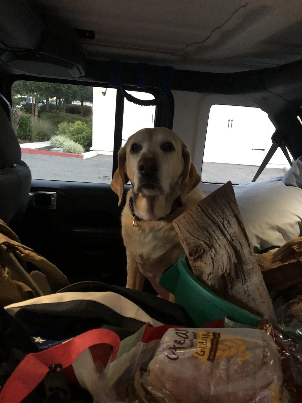 Jeep Wrangler JL Jeep Dog pics 2EA94D62-A0A6-4DAB-B934-954B2F35DF1A