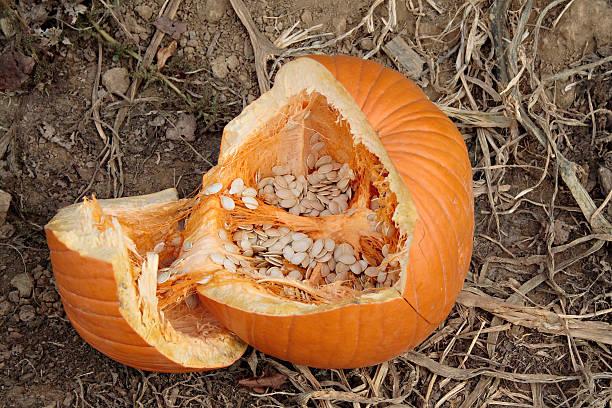 Jeep Wrangler JL Jacking Points pumpkin