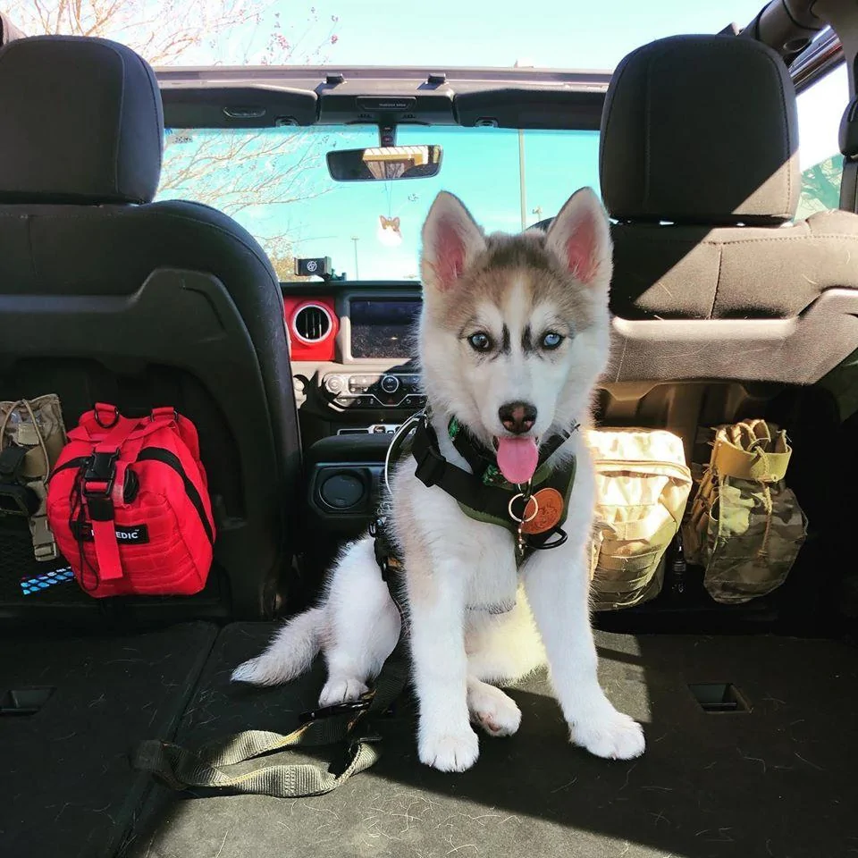 Jeep Wrangler JL Jeep Dog pics Cocoj