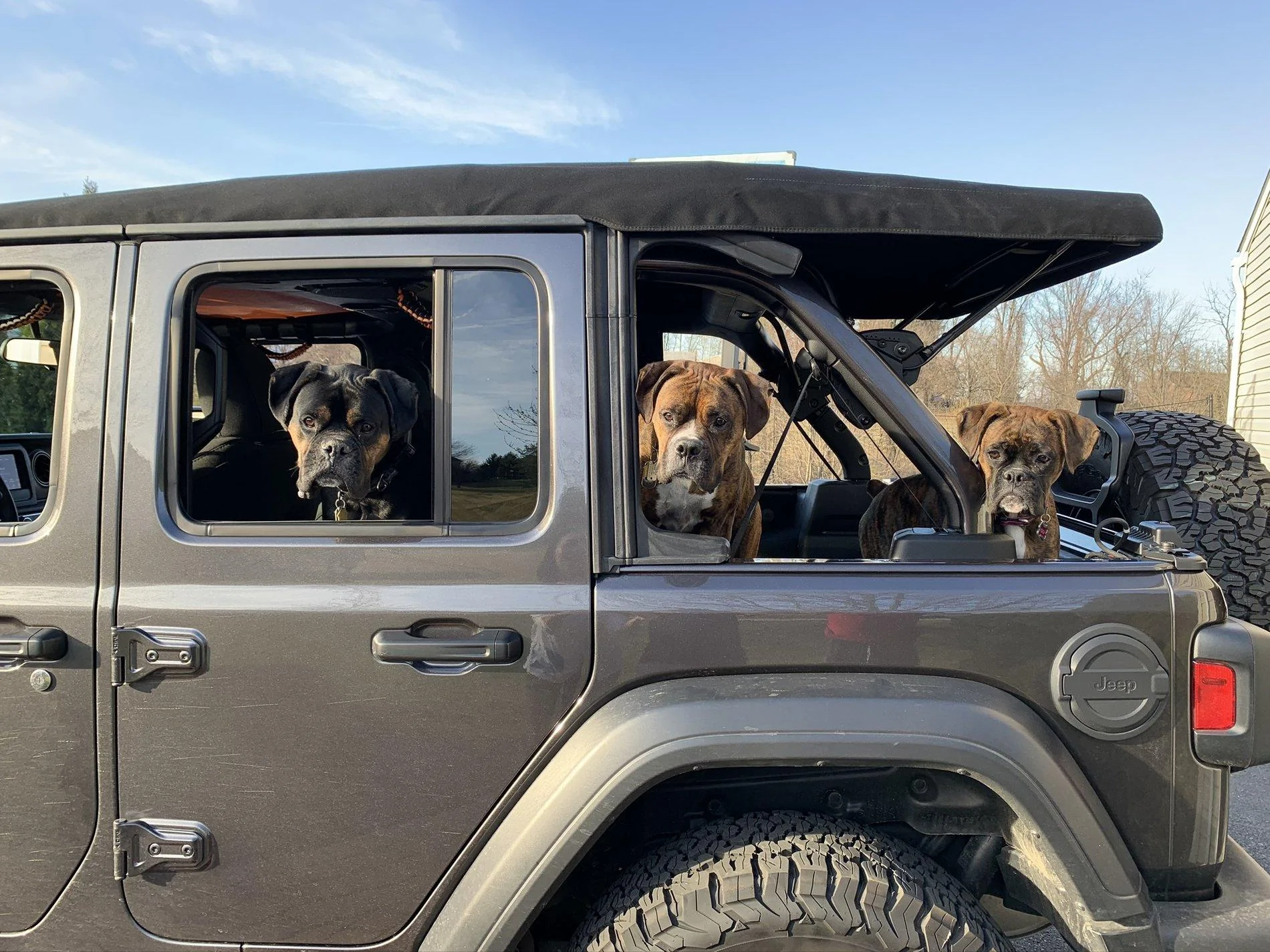 Jeep Wrangler JL Jeep Dog pics 24BA57EB-B79E-48BC-937D-EEB167864494