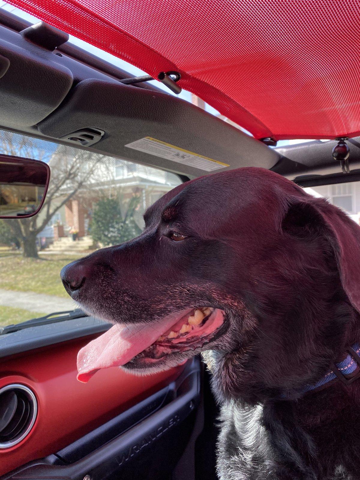 Jeep Wrangler JL Jeep dogs in quarantine. D1DBBD4B-C924-4684-B56B-A272738A7F3D