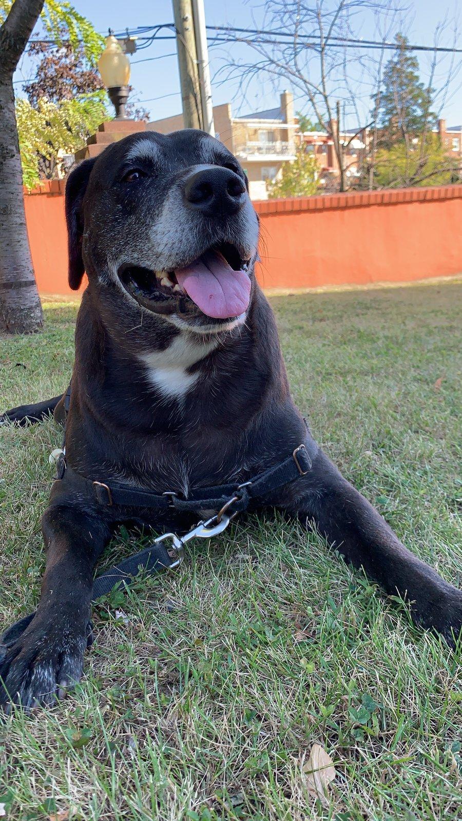 Jeep Wrangler JL Jeep dogs in quarantine. 58D05BD2-A843-455F-81FA-2C3EC79A518D