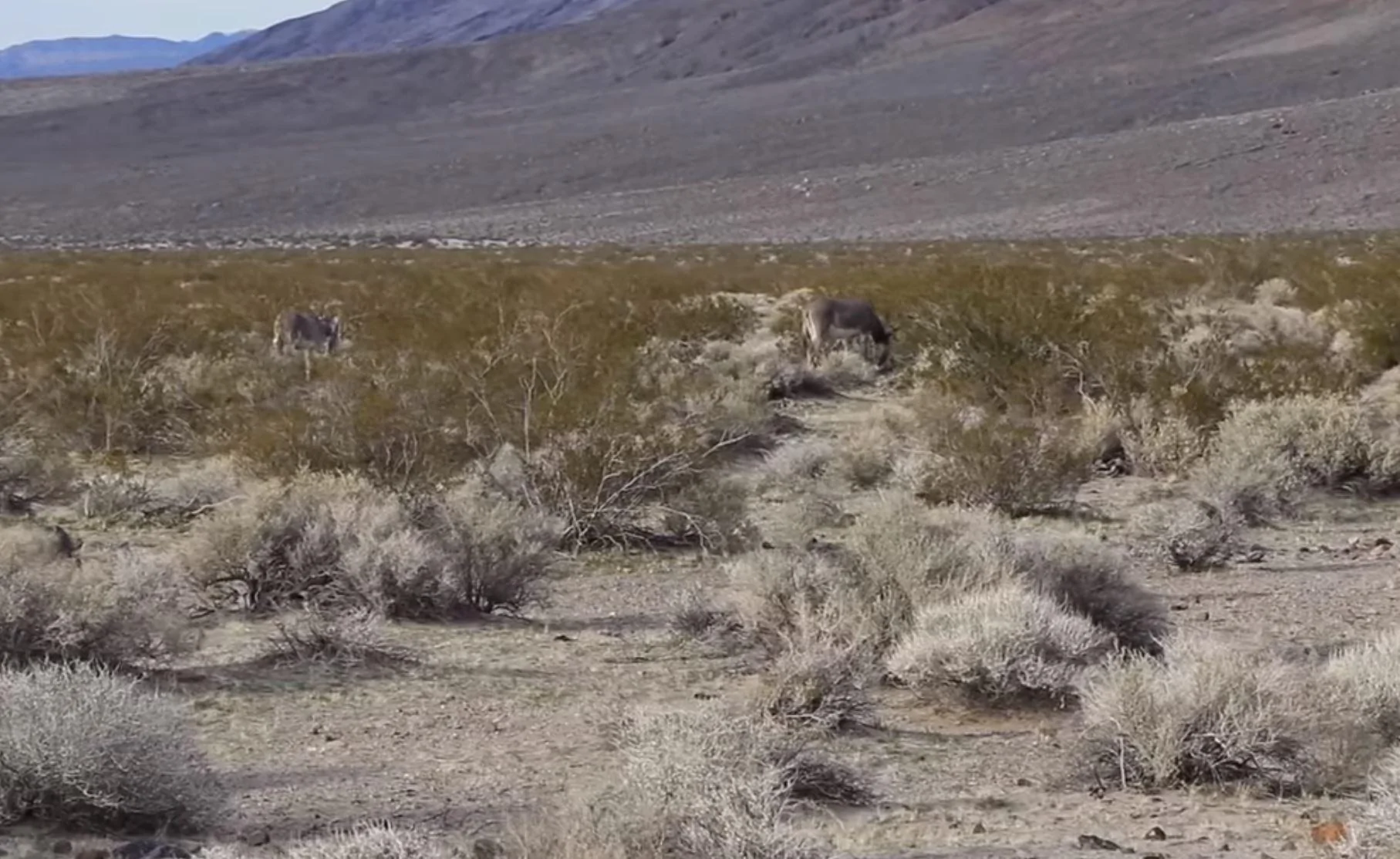 Jeep Wrangler JL Return from Death Valley Trip Burros