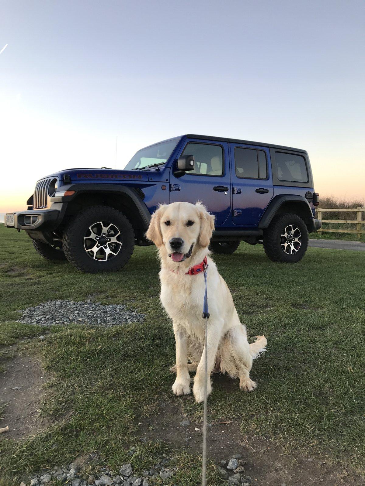 Jeep Wrangler JL Jeep dogs in quarantine. C398E2BC-6E11-4897-9BF9-B297A5E0A6B4