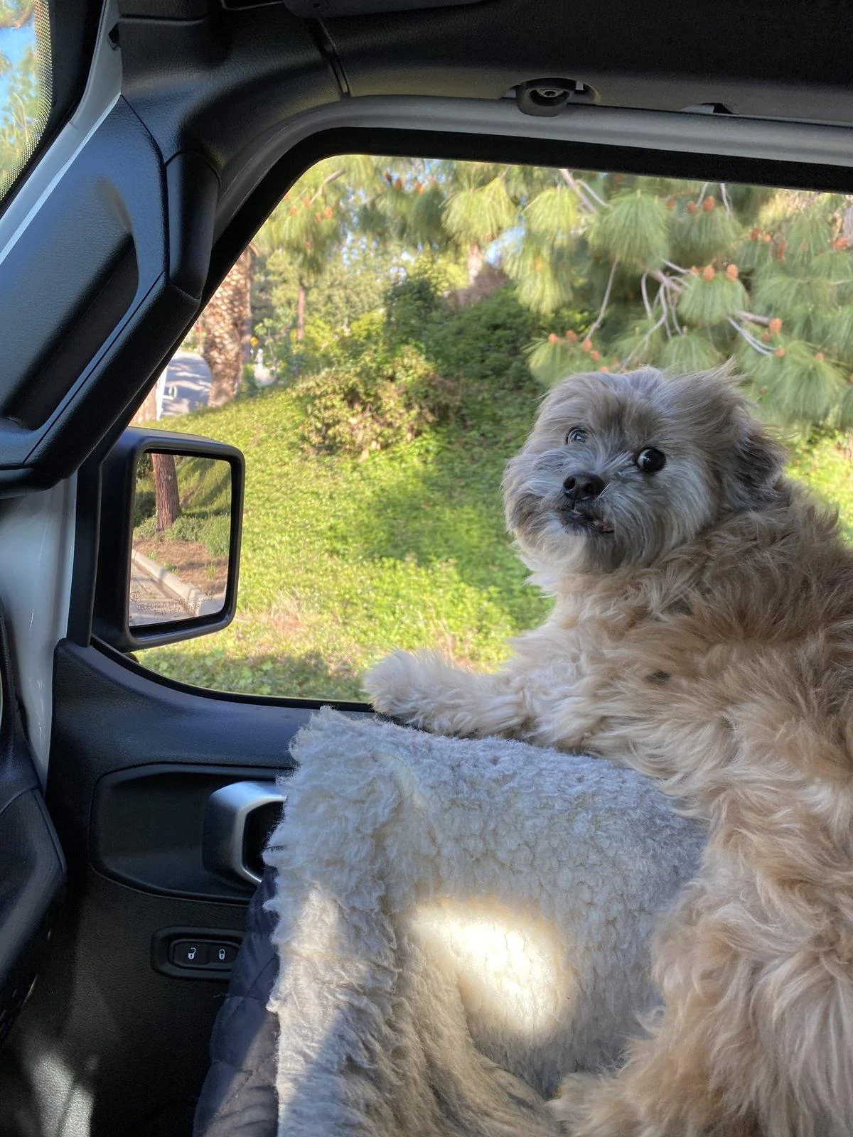 Jeep Wrangler JL Jeep dogs in quarantine. 6EB825B3-F450-4F2B-8367-088E5BB5D859