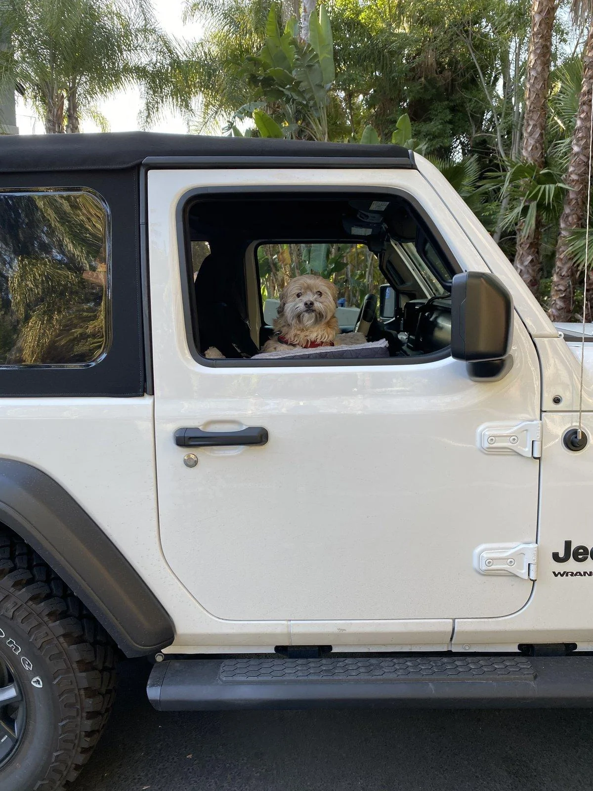 Jeep Wrangler JL Jeep dogs in quarantine. 67B8EF90-55B6-43EC-8DAB-9ED98704ABD2