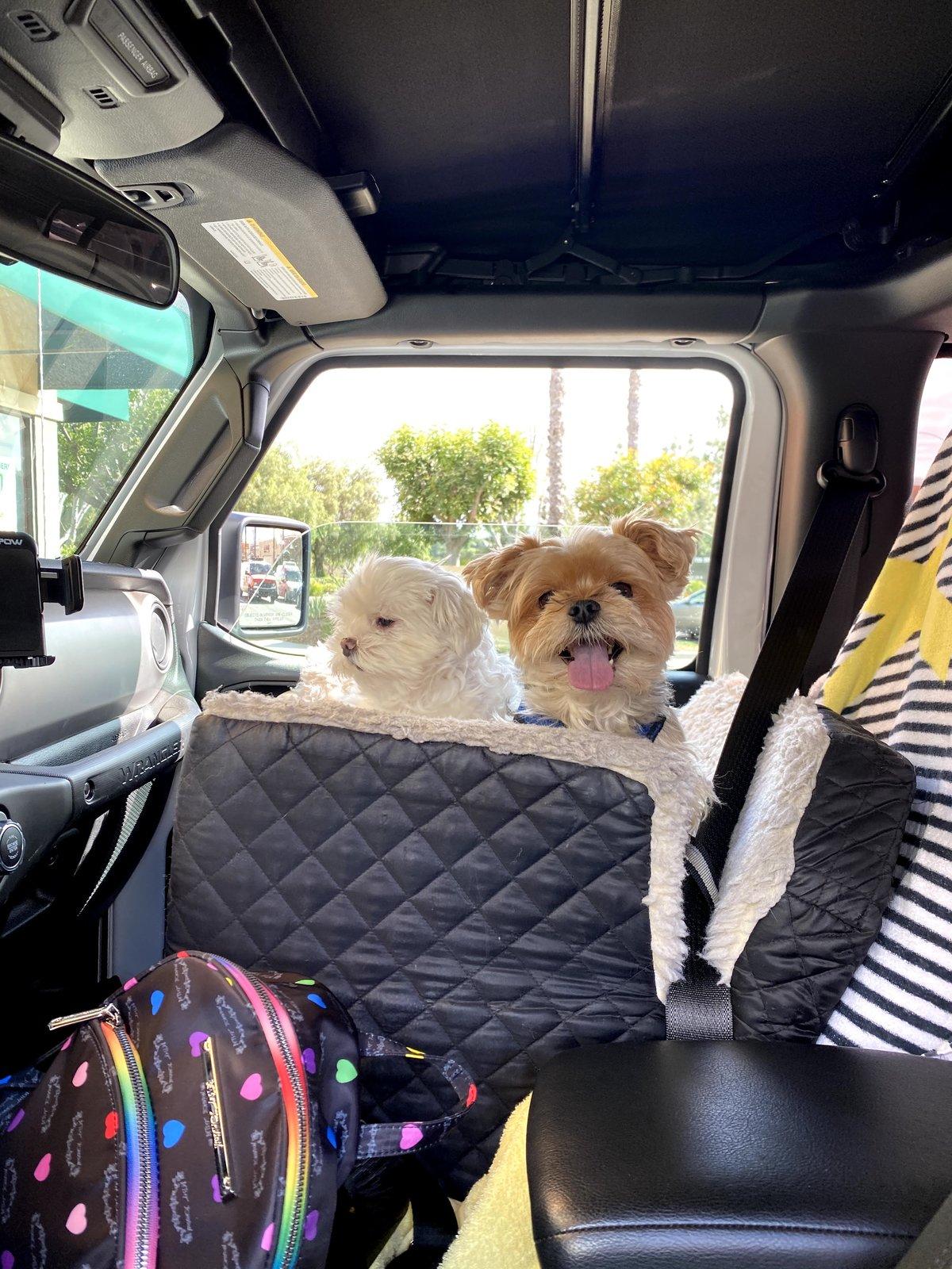 Jeep Wrangler JL Jeep dogs in quarantine. E5DD053D-6236-4B10-ACC5-7D56BD6AACAB