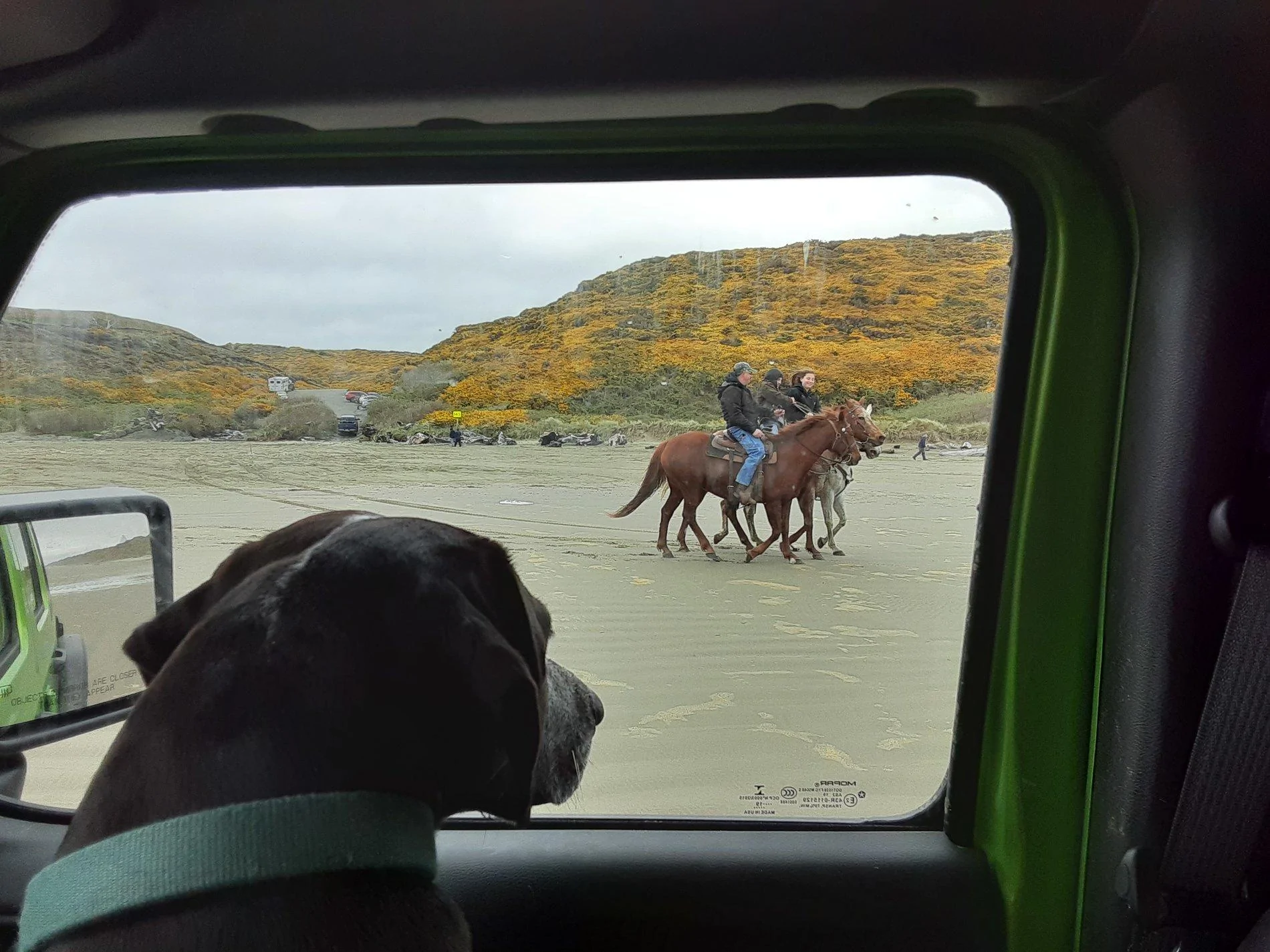 Jeep Wrangler JL Jeep Dog pics 20200405_142922