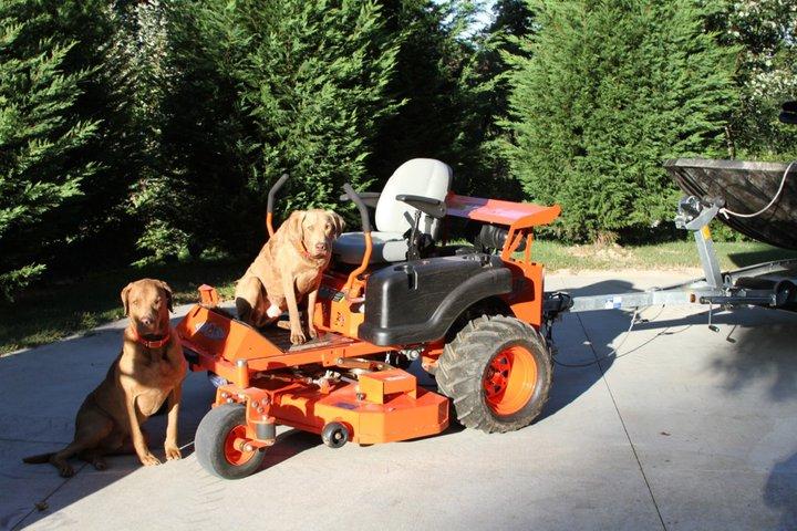 Jeep Wrangler JL Jeep dogs in quarantine. dawgsonmower