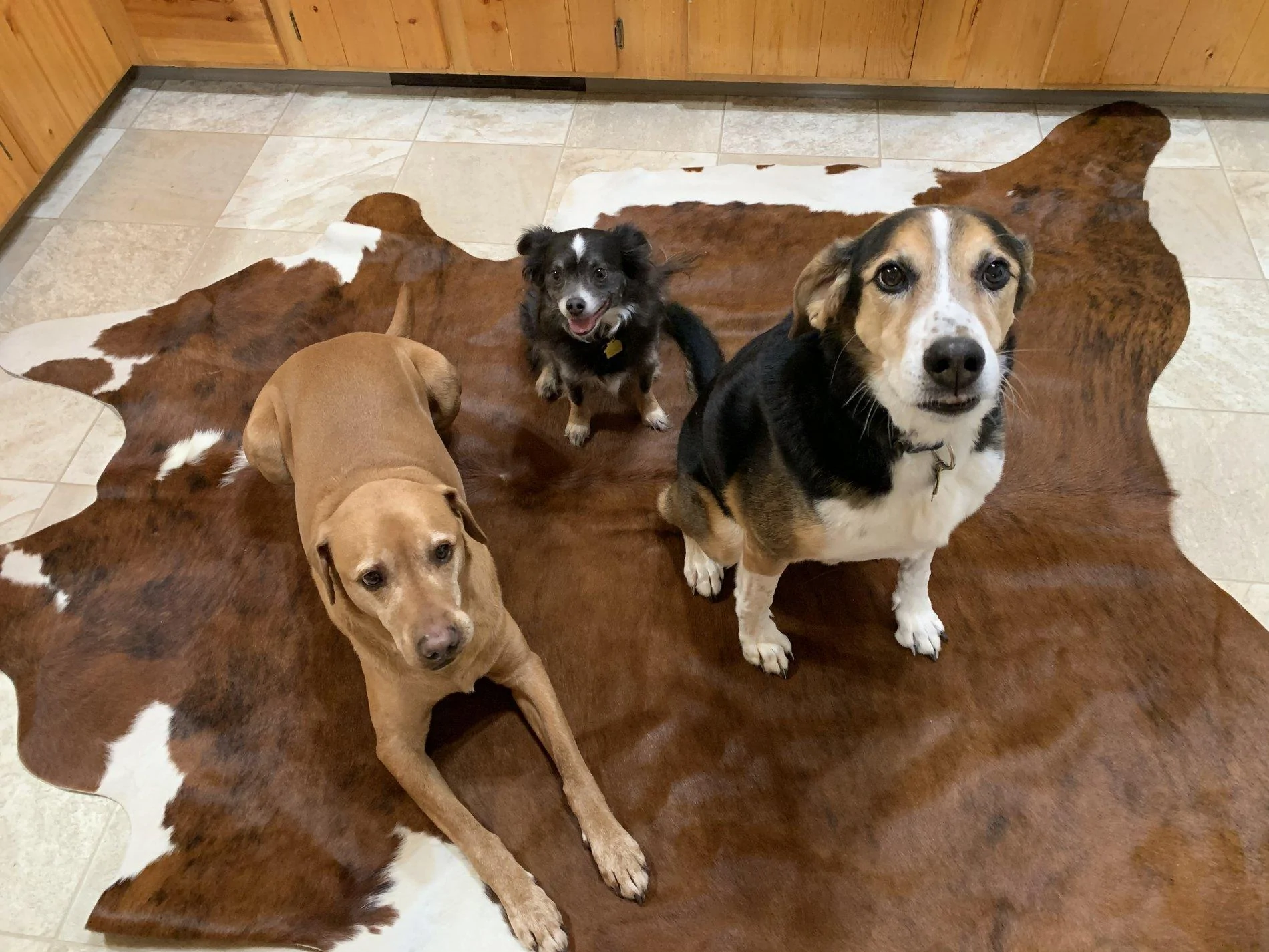 Jeep Wrangler JL Jeep dogs in quarantine. C9F6B168-56E4-4D2E-9531-5AF42326F110