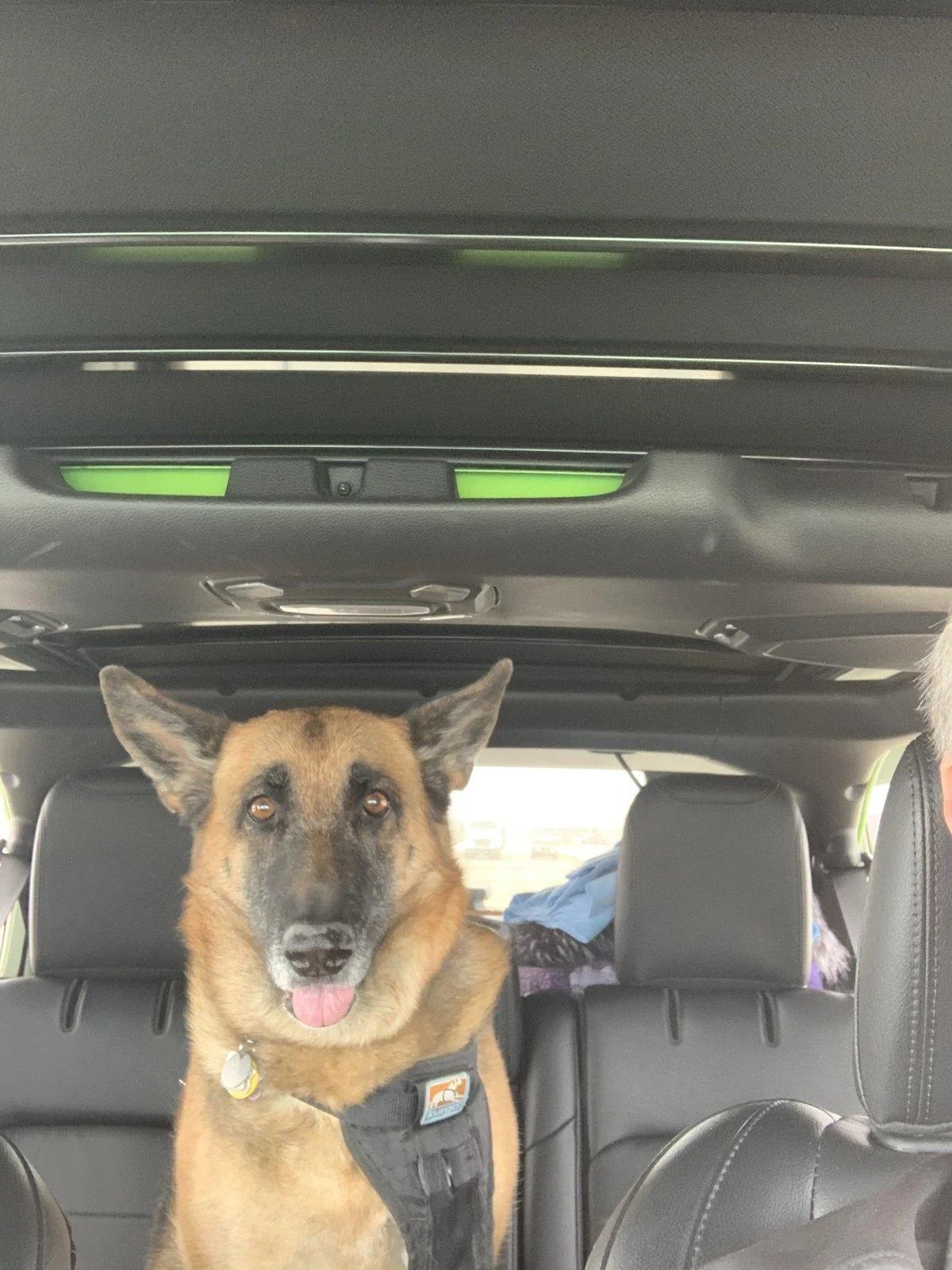 Jeep Wrangler JL Jeep dogs in quarantine. F6AE4B98-8642-4794-AA90-149C460CD9E8