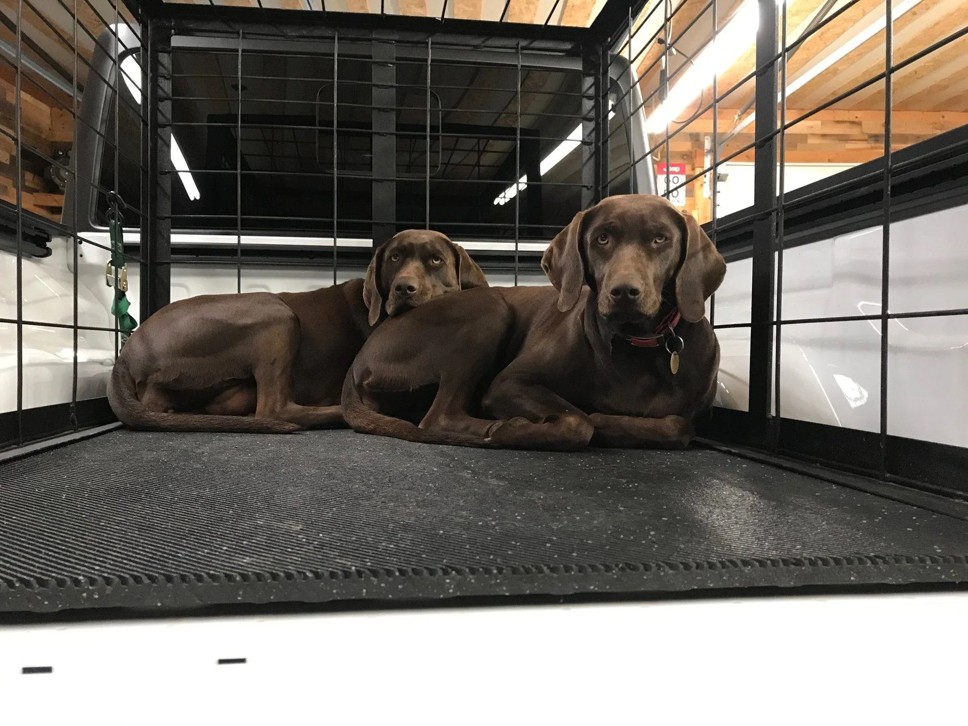 Jeep Wrangler JL Jeep dogs in quarantine. IMG_4559