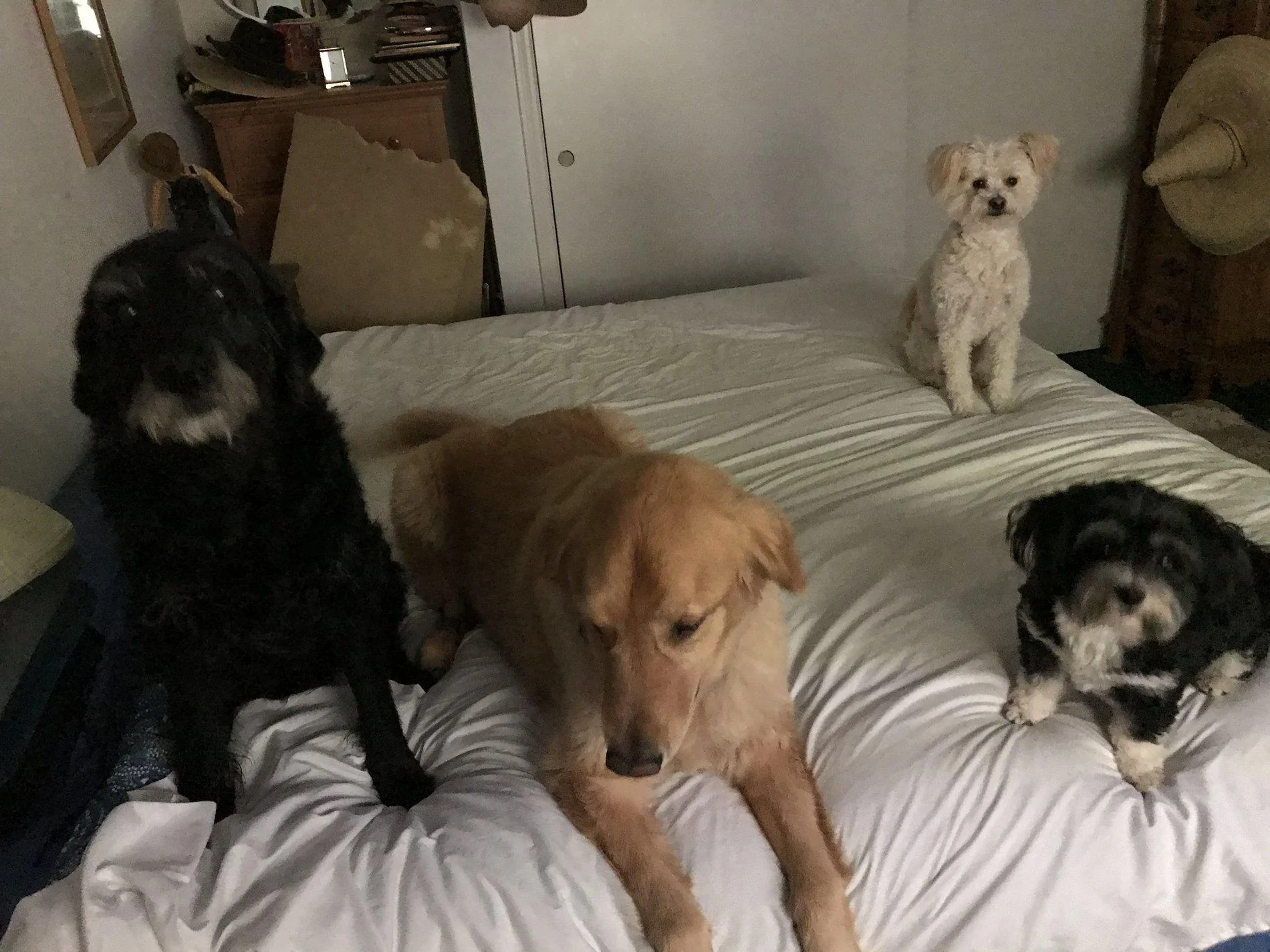 Jeep Wrangler JL Jeep dogs in quarantine. AE565E67-EB2F-4F66-B2DF-2BFC91BF54FB