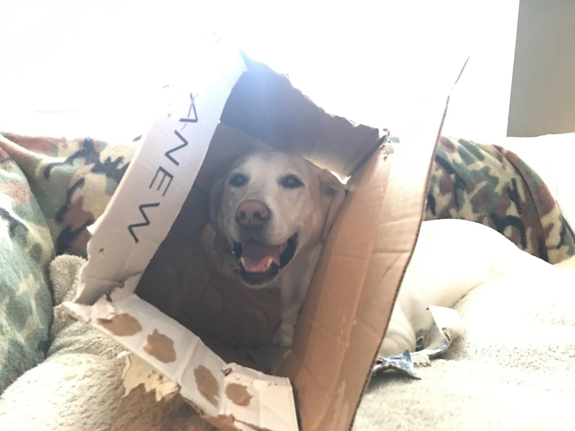 Jeep Wrangler JL Jeep dogs in quarantine. 1A276BA8-C0B9-40CA-A87F-CA090BD53F9D