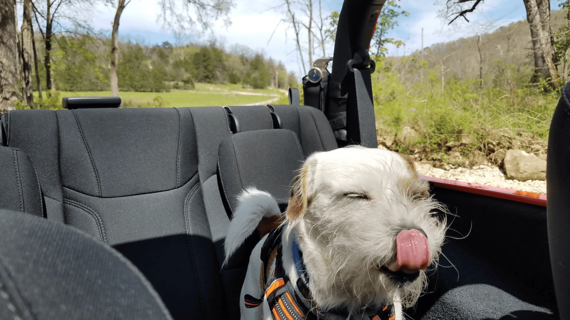 Jeep Wrangler JL Jeep Dog pics upload_2020-4-18_18-48-46