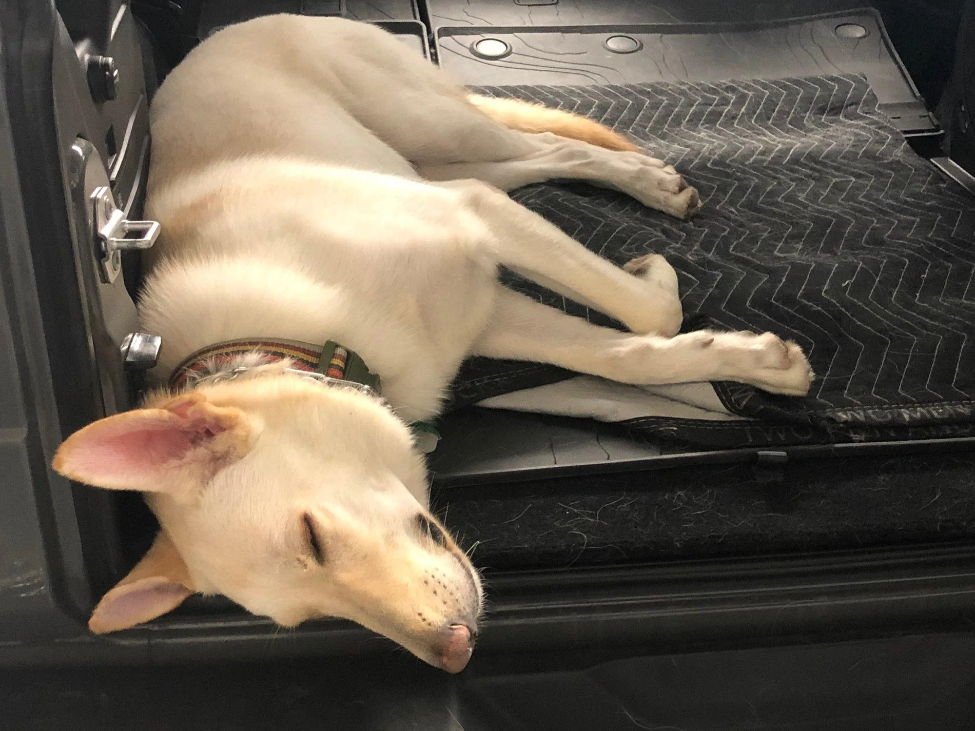 Jeep Wrangler JL Jeep dogs in quarantine. 2DB8F40B-9BC7-44A0-9CB1-9CF4F8DADB59