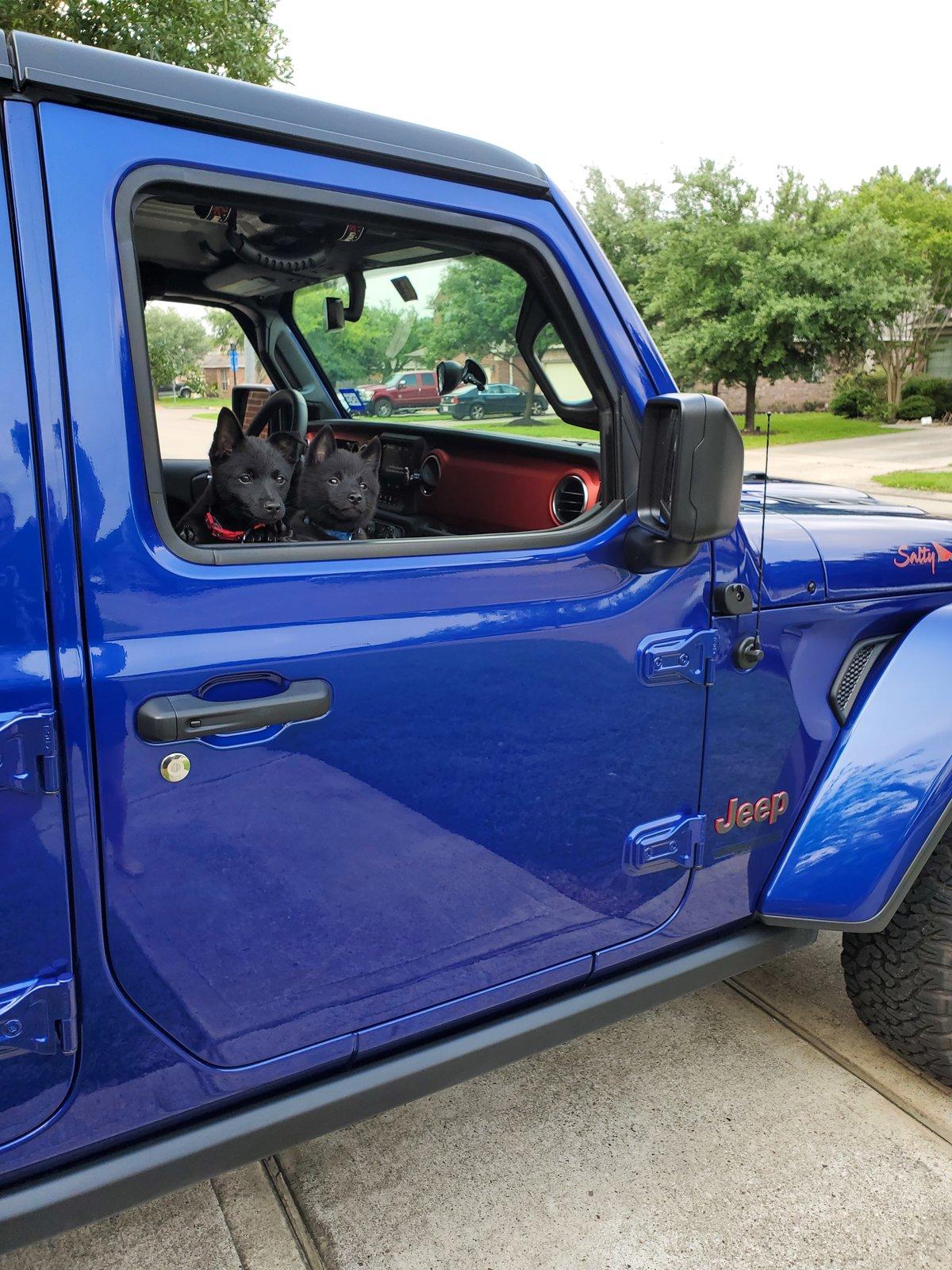 Jeep Wrangler JL Jeep Dog pics 20200422_172254