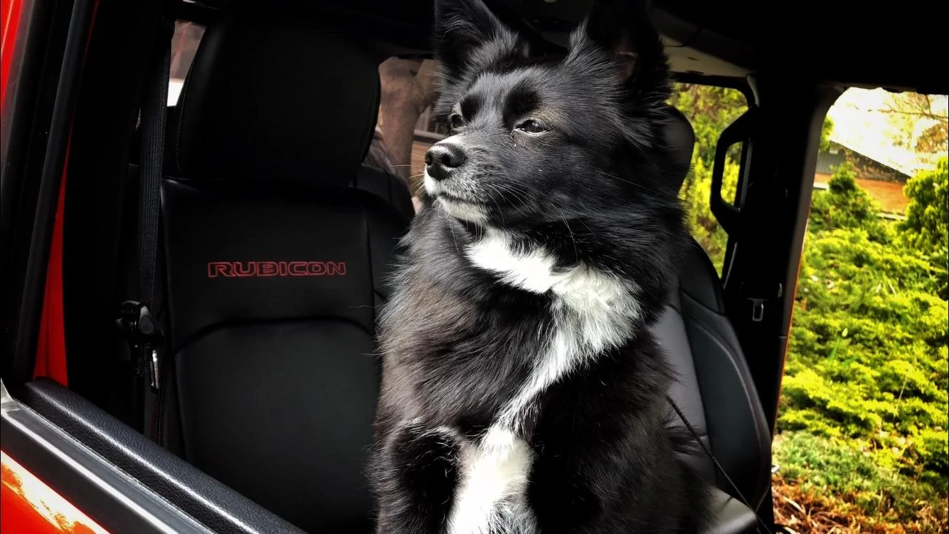 Jeep Wrangler JL Jeep Dog pics BFBC6F4A-A7A3-4F8D-8DE2-04A1B0DC62D9