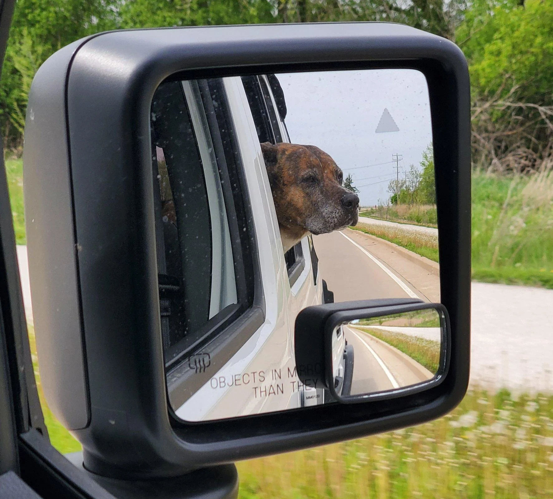 Jeep Wrangler JL Jeep Dog pics 20200529_061849