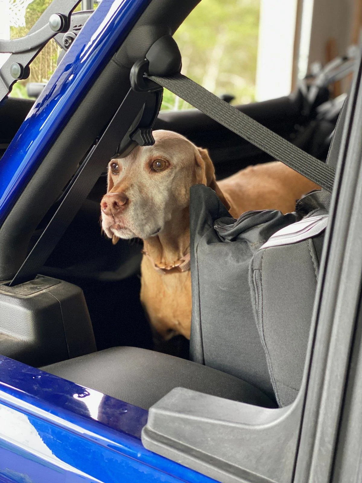 Jeep Wrangler JL Jeep Dog pics IMG_2467