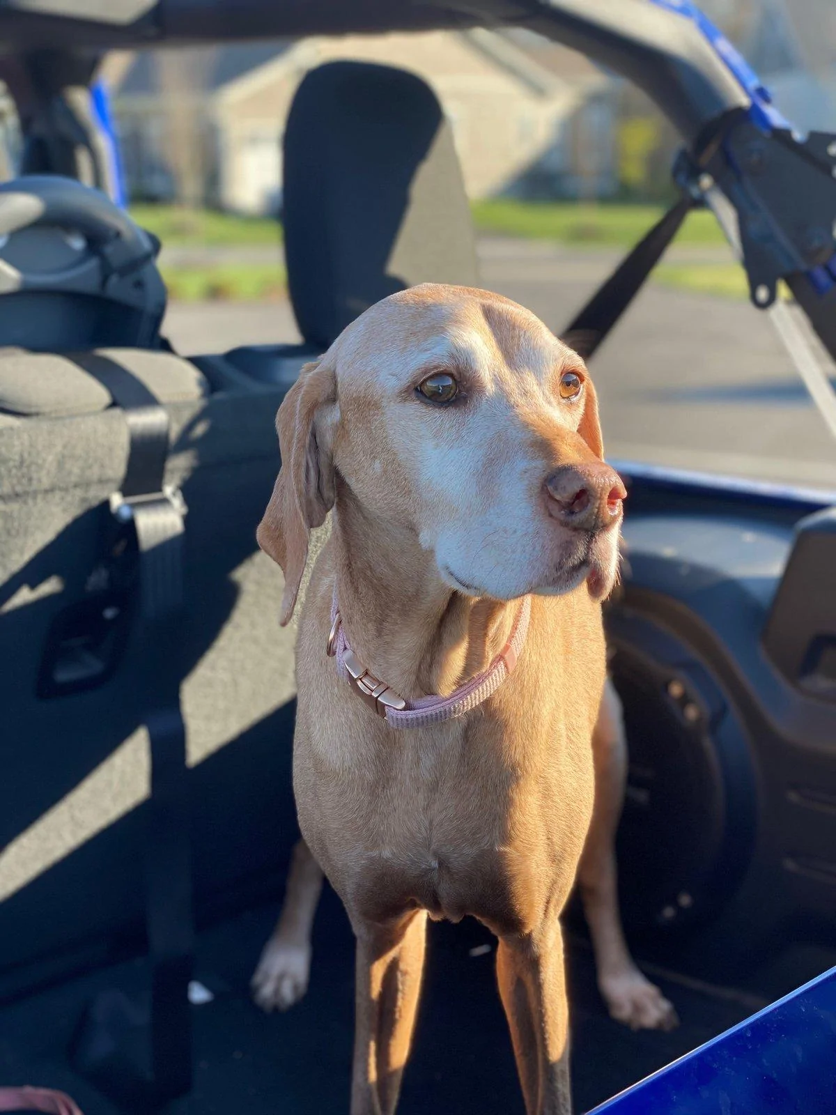Jeep Wrangler JL Jeep Dog pics IMG_2086