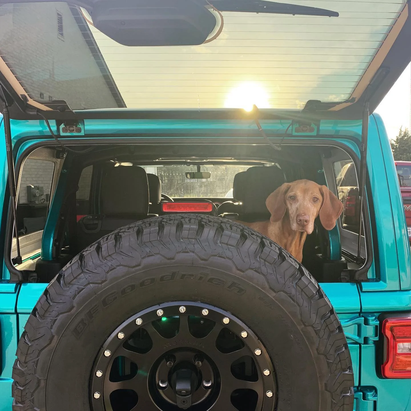 Jeep Wrangler JL Jeep Dog pics 65878507846181708980