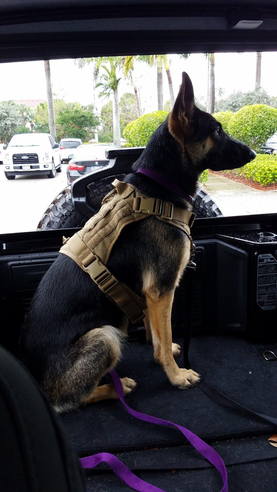 Jeep Wrangler JL Jeep Dog pics 36604231-8391-4541-A9D4-2E2E2529C6F2