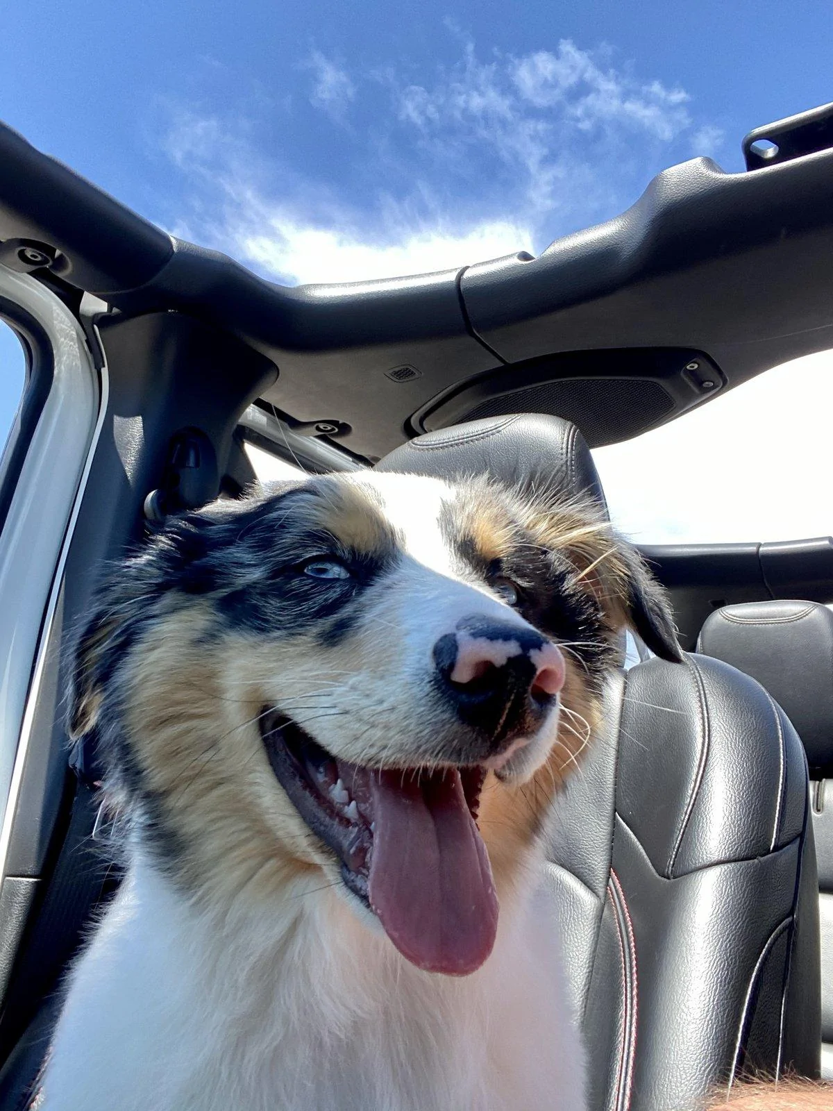 Jeep Wrangler JL Jeep Dog pics IMG_3164