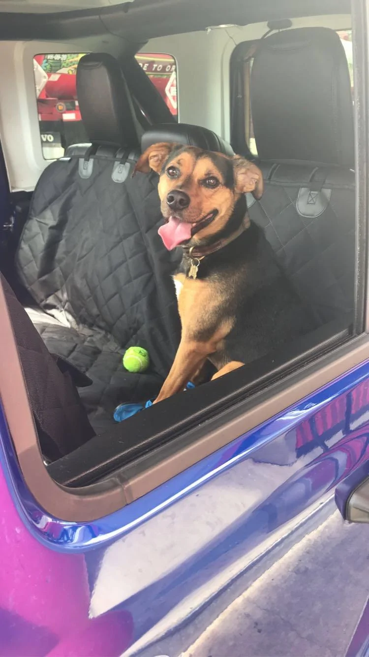 Jeep Wrangler JL Jeep Dog pics 73C6EEE3-E569-476F-AEC0-1F21961DDAD0