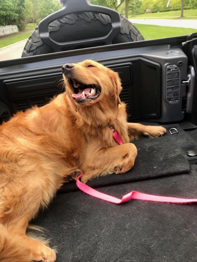 Jeep Wrangler JL Jeep Dog pics IMG_20200601_151656_01