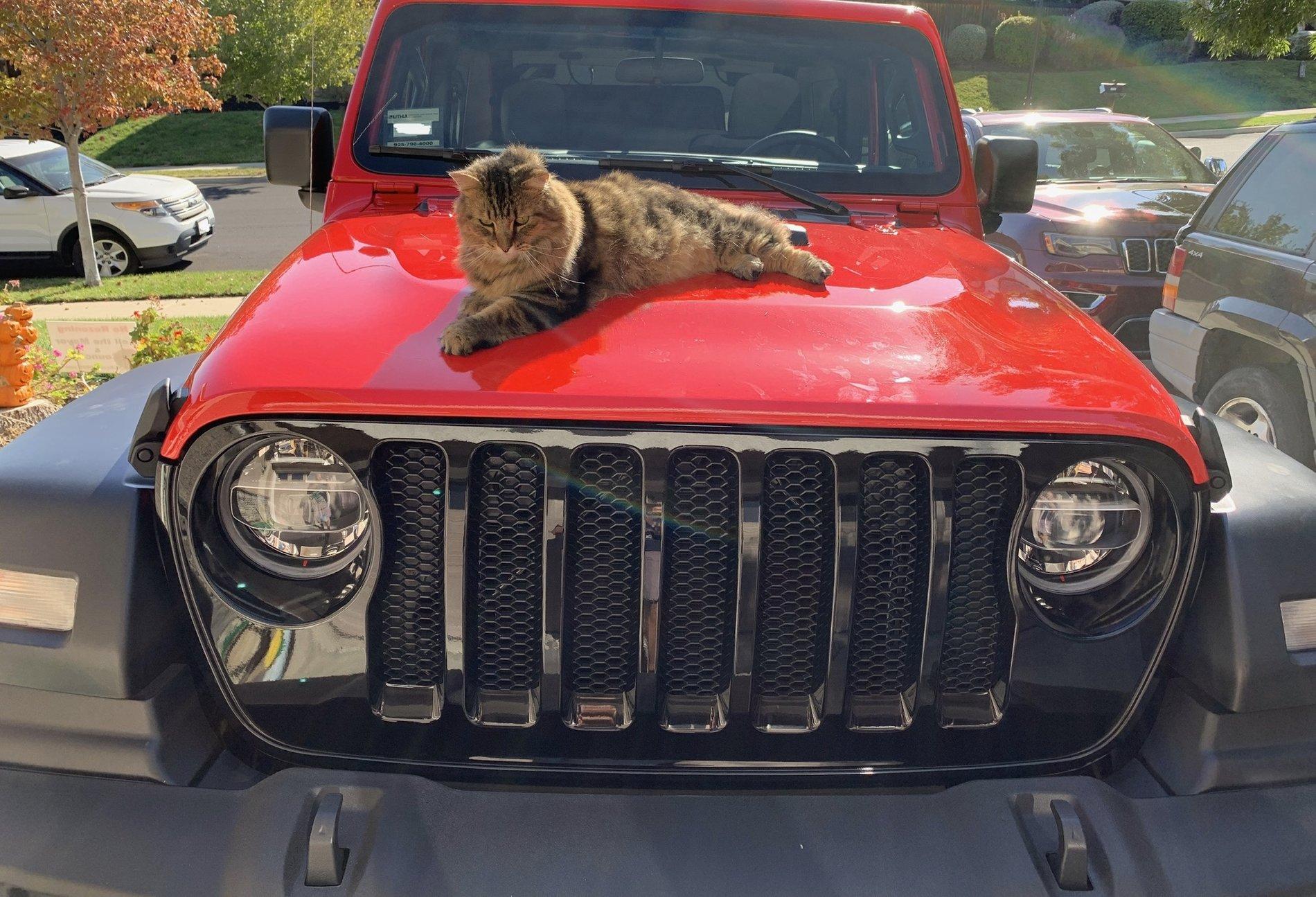 Jeep Wrangler JL Jeep Dog pics 7DCD69B4-B977-4F26-B85C-F17609A2EF80