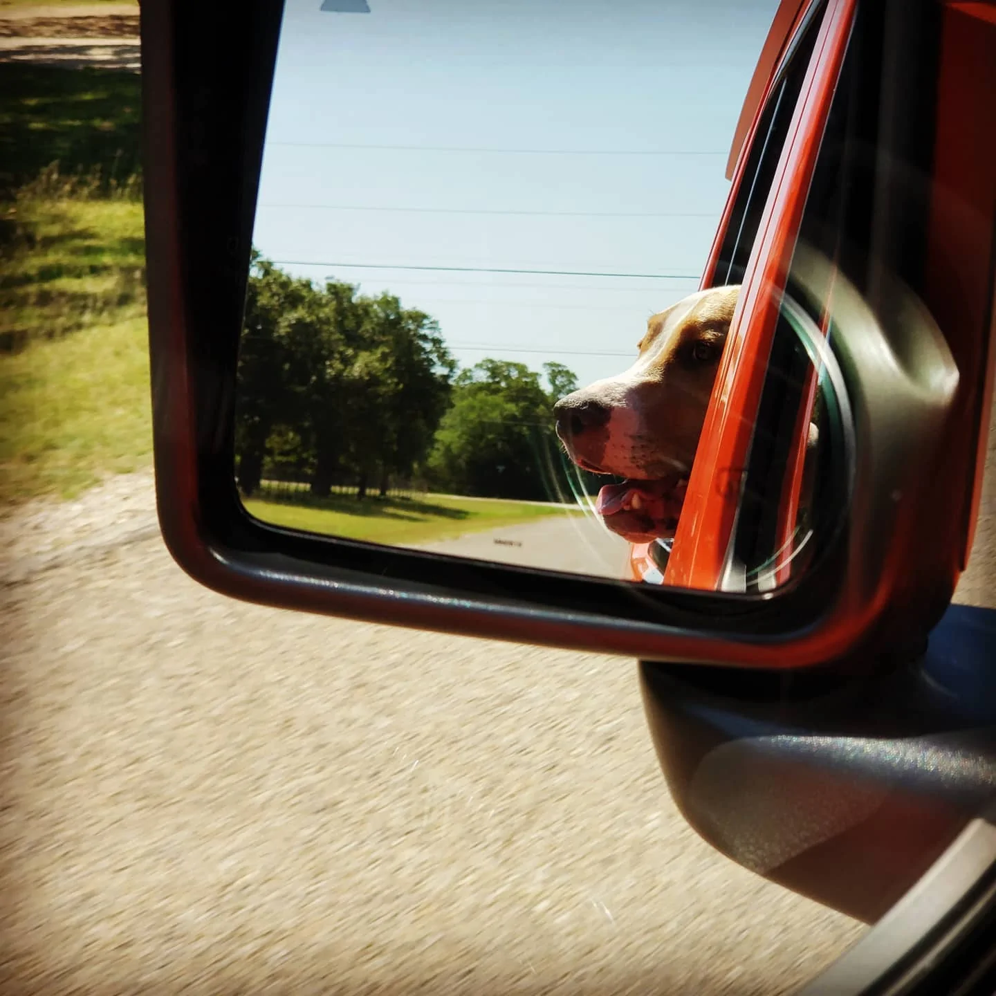 Jeep Wrangler JL Jeep Dog pics Scout