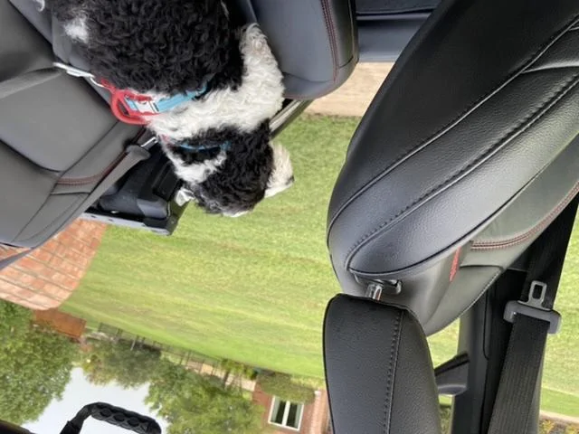 Jeep Wrangler JL Jeep Dog pics 3B5B7E74-3E93-46A6-ADC0-0A8F81BC18EE
