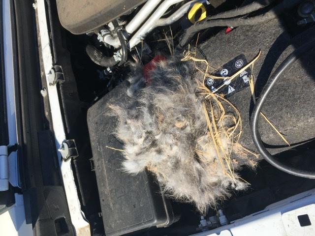 Jeep Wrangler JL Mice droppings in engine bay F95AAA63-D9F5-4A43-8BD6-DE09FDBEB924