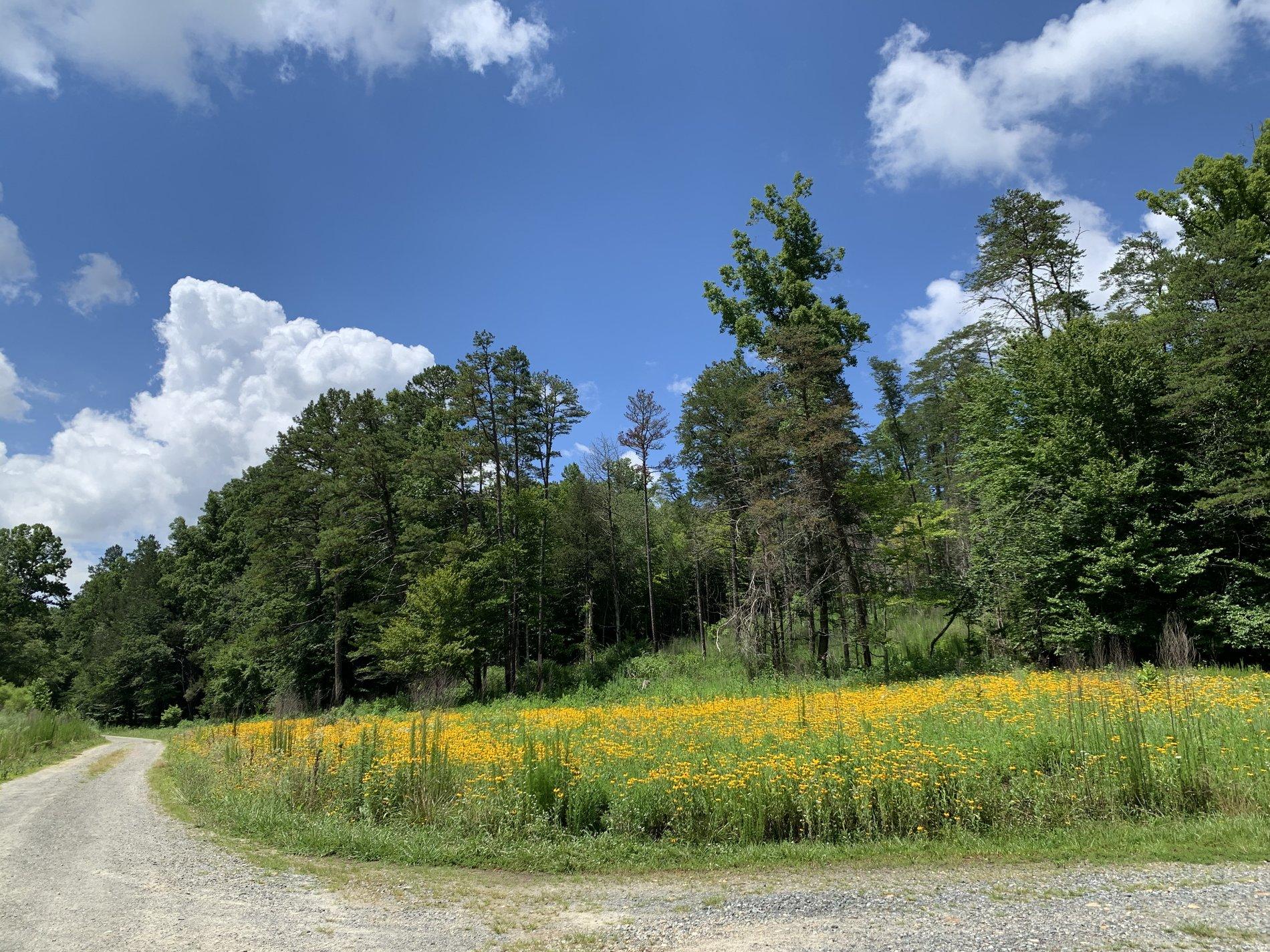 Jeep Wrangler JL Exploring North Carolina E2A30CDD-E07B-470D-95BD-DDA2B0618D61