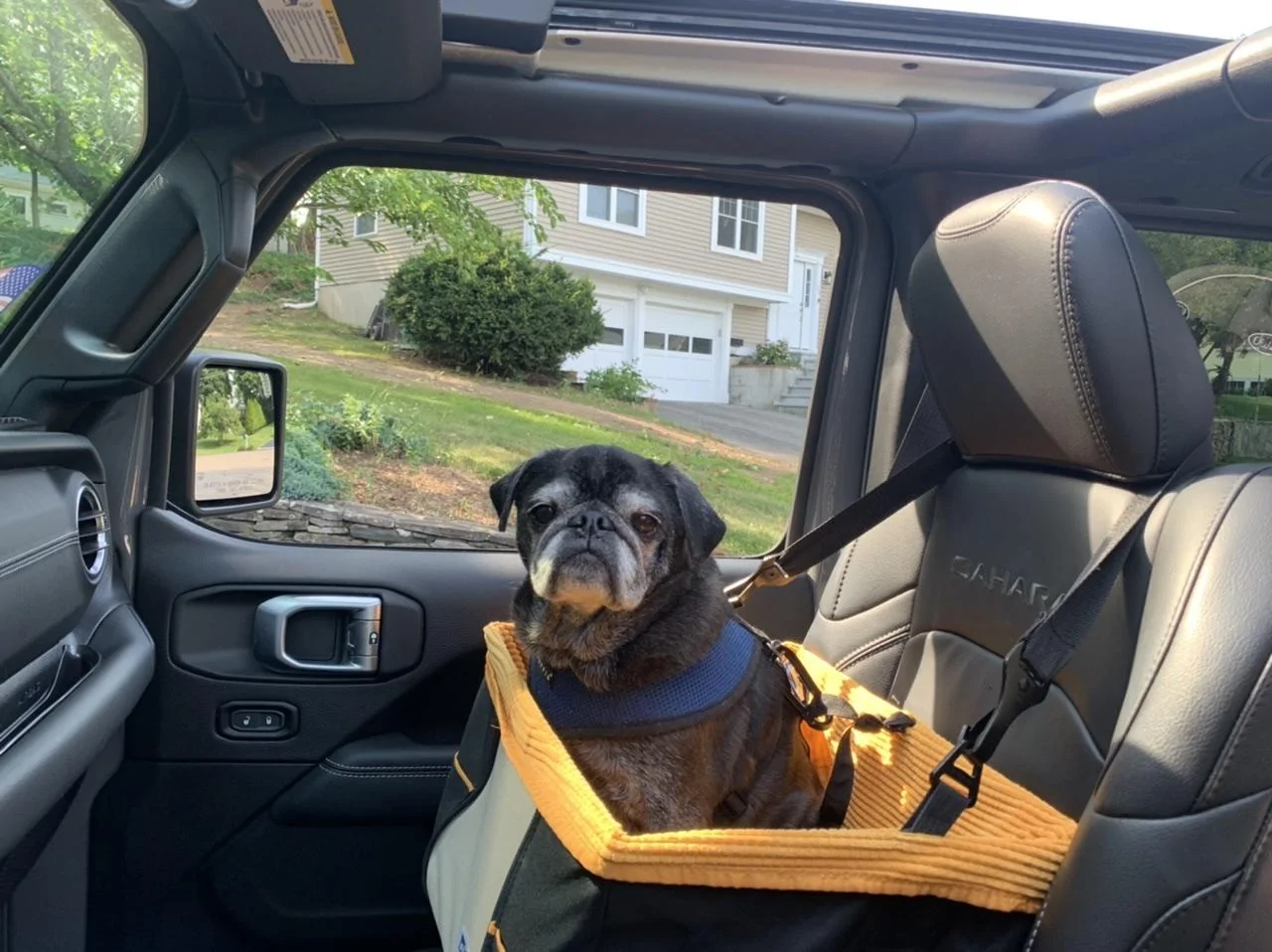 Jeep Wrangler JL Jeep Dog pics A12A178F-EEAB-46B1-9F2C-FF672606F4E3