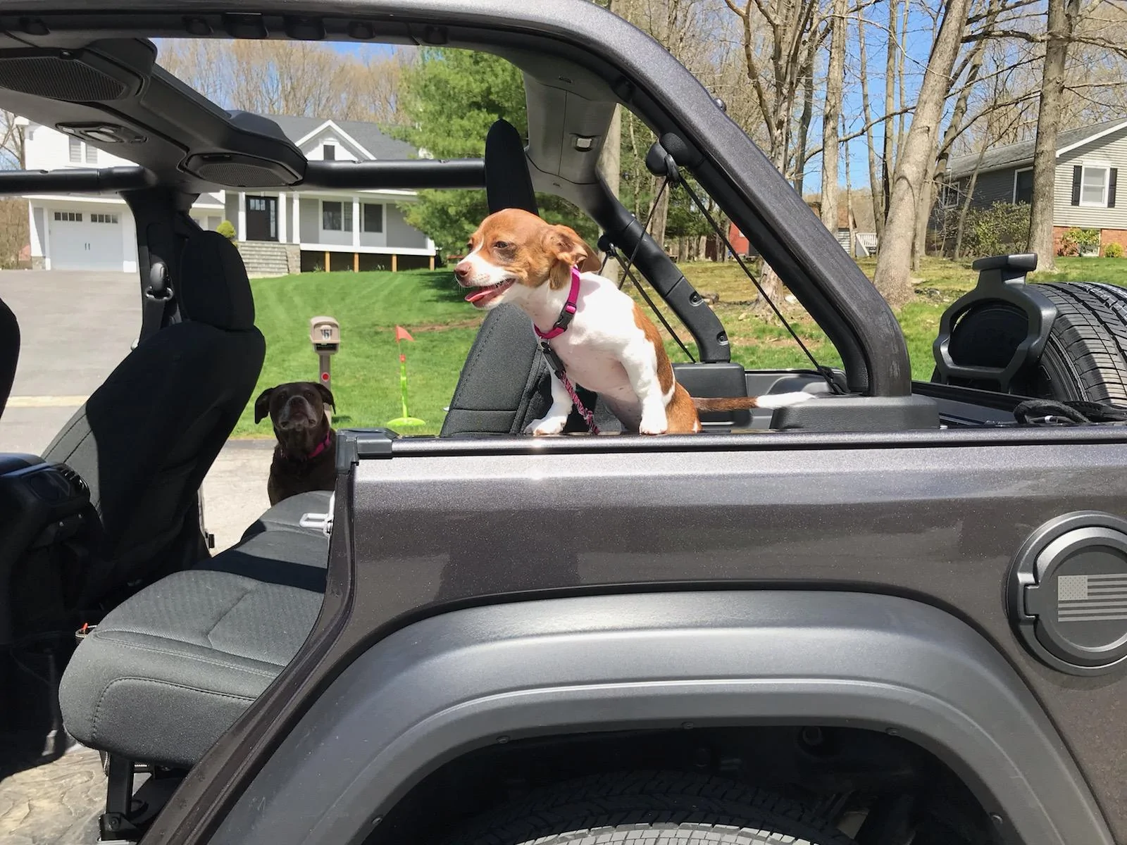 Jeep Wrangler JL Jeep Dog pics EA9460E8-D6B4-4C7F-B59B-449FF2E07D4C