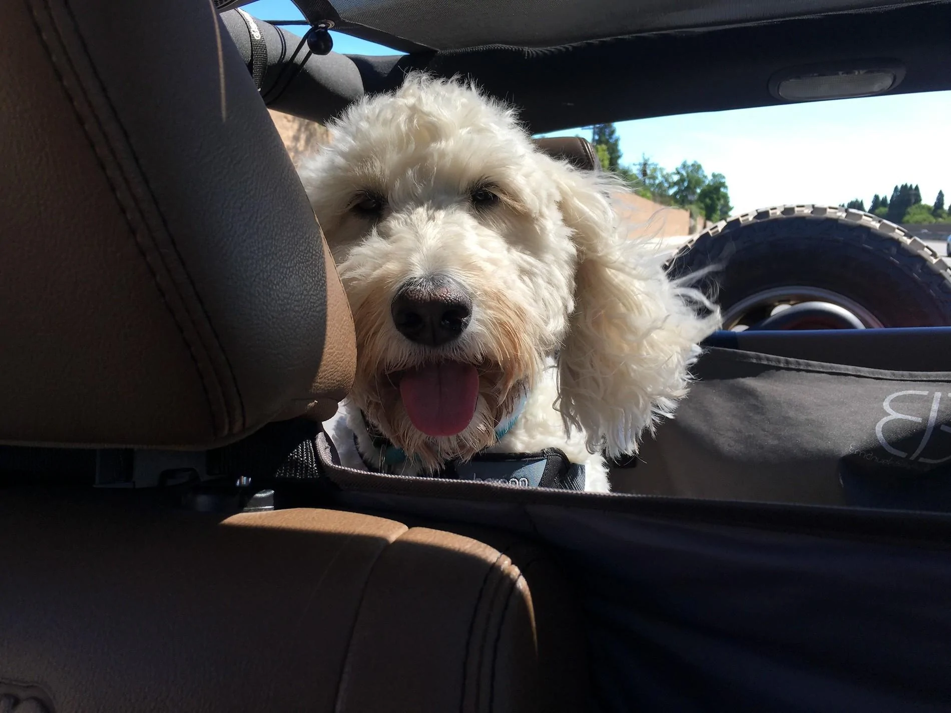 Jeep Wrangler JL Jeep Dog pics IMG_3569-X4